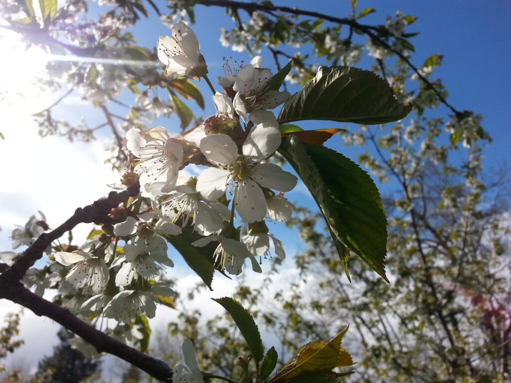 cherry blossoms