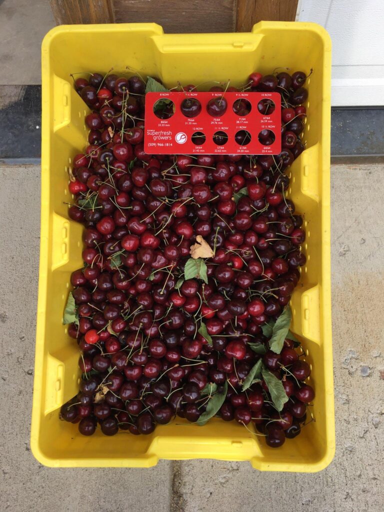 sweet organic Flathead cherries