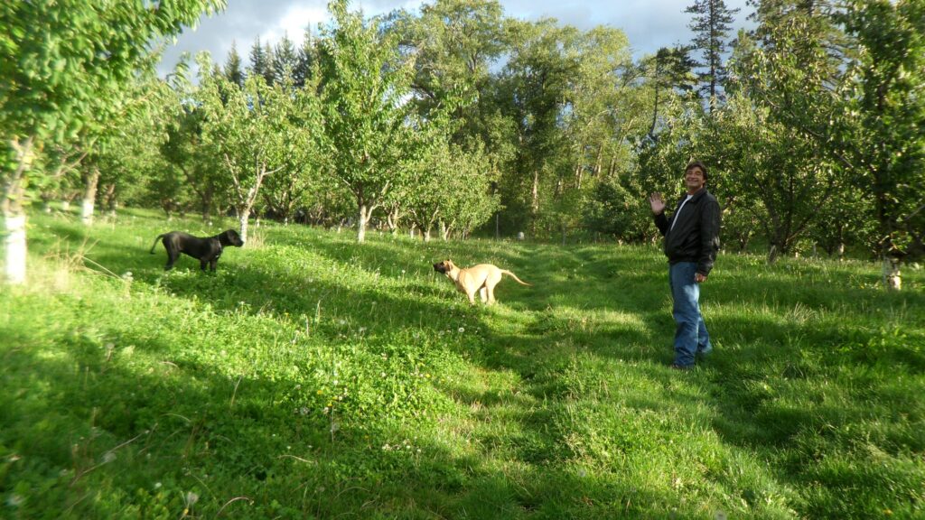 flathead cherry orchard